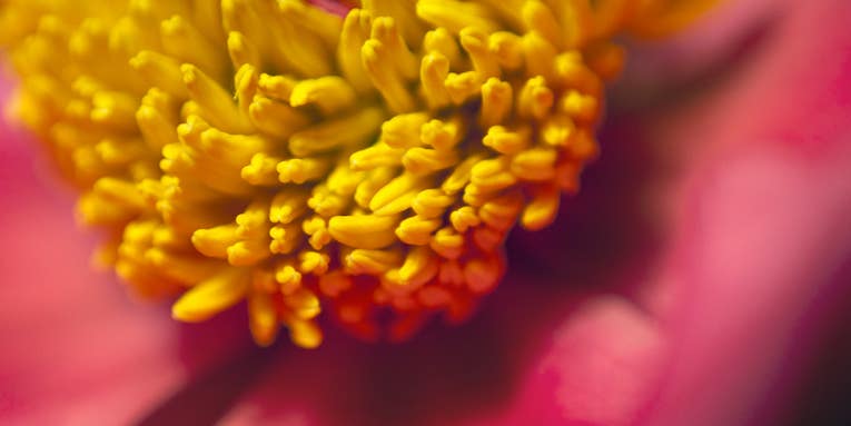 The devil’s in the details: Show us your best macro shots The devil’s in the details: Show us your best macro shots