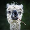 Smokin' Alpaca âHe looks like he is smoking a cigar.â