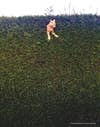 A cat stuck atop a tall hedge.