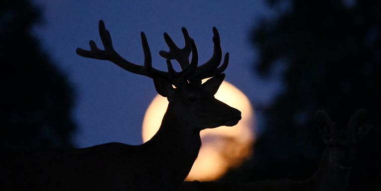 Catch a Buck Moon, luminous Venus, and more in the sky this July Catch a Buck Moon, luminous Venus, and more in the sky this July