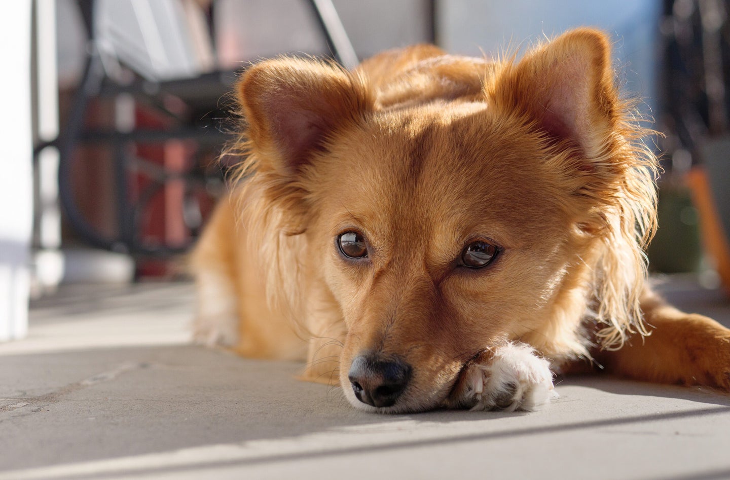 a very good boy.