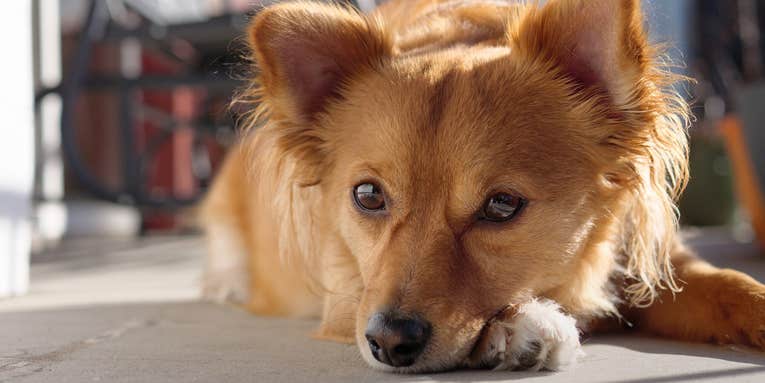 Scales, feathers, or fuzz: Show us your best pet portraits